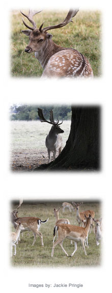The Deer Initiative