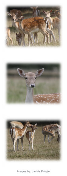 The Deer Initiative
